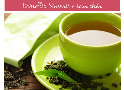 camellia-sinensis-1